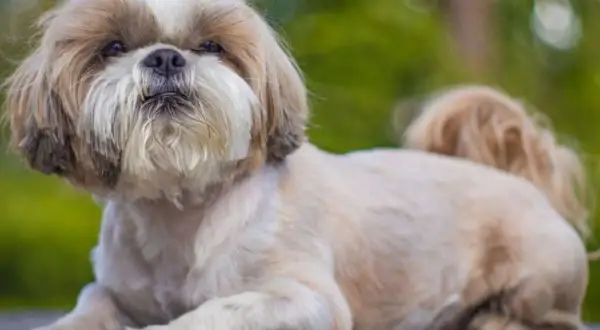 Uroczy shih tzu leży na drewnianym blacie. Choć jego wady są niewielkie, jego urok jest ogromny.