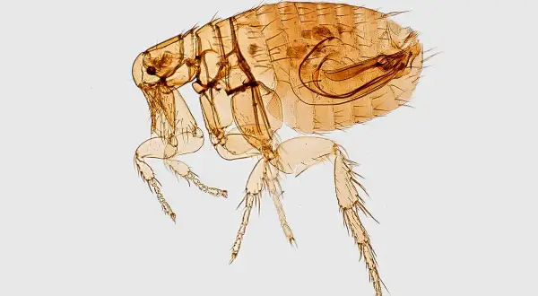 Un parásito microscópico, una pulga, con sus patas y cabeza visibles, un recordatorio de las pulgas en casa.