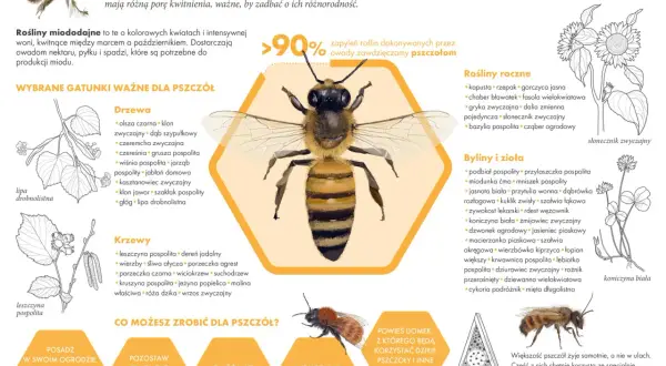 Pszczoła na tle plastra miodu z listą roślin miododajnych.