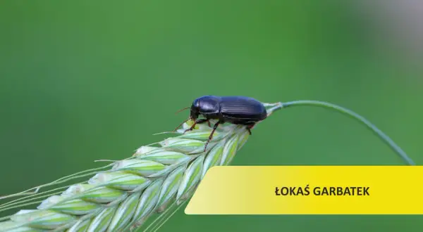 Czarny chrząszcz, łokaś garbatek, siedzi na kłosie zboża. Skuteczne łokaś garbatek zwalczanie to klucz do zdrowych plonów.