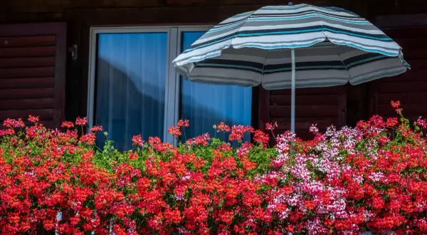 Balkon ozdobiony kwitnącymi pelargoniami w odcieniach czerwieni i różu, pod kolorowym parasolem.