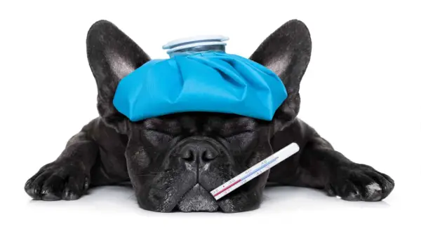 Mi perro tiene parvovirus y no tengo dinero. Un bulldog francés negro con una bolsa de hielo en la cabeza y un termómetro.