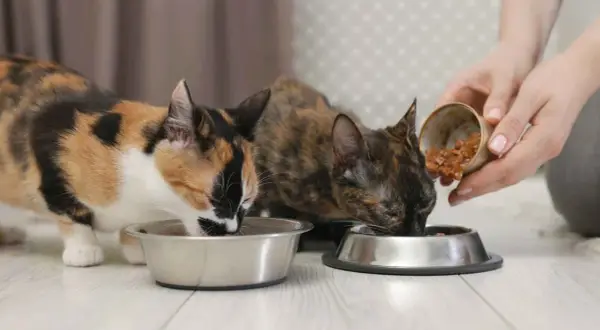 Dos gatos comen comida húmeda de sus cuencos. La pregunta es: ¿cuanta comida húmeda debe comer un gato al día?