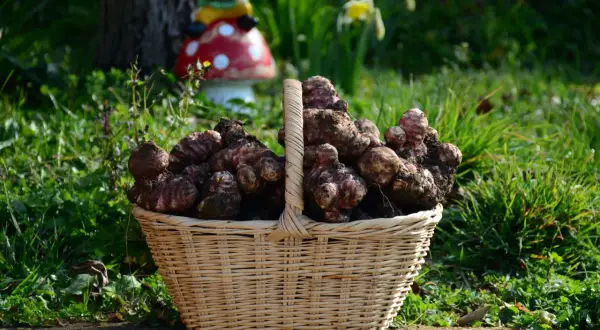 Cesto di vimini traboccante di topinambur appena raccolti, testimonianza di una buona coltivazione. Sullo sfondo, un giardino fiorito e un simpatico gnomo.