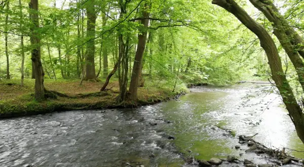 Ein rauschender Bach schlängelt sich durch einen grünen Wald. Perfekt für eine Wanderung in der Nähe des Altenberger Doms.