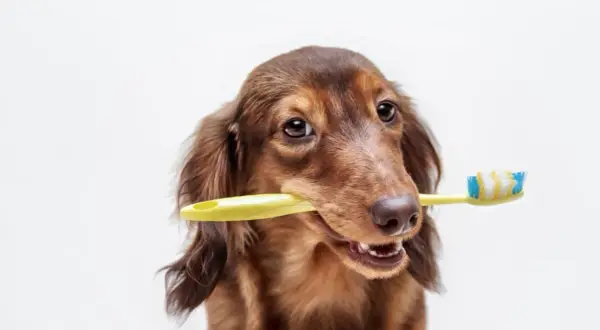 Perro salchicha marrón con un cepillo de dientes amarillo en la boca, listo para la higiene bucal perros.