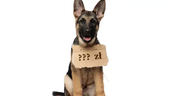 Uroczy szczeniak owczarka niemieckiego z tabliczką "??? zł" zastanawia się, ile kosztuje jego adopcja.