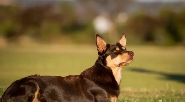 Ciemnobrązowy kelpie z rudymi znaczeniami leży na trawie, czujnie obserwując otoczenie.