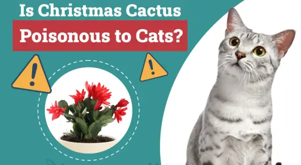 Is Christmas cactus toxic to cats? A warning sign and a potted Christmas cactus are shown next to a curious cat.