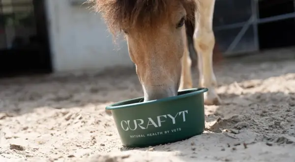 Koń z objawami zespołu Cushinga je z zielonej miski z napisem "CURAFYT".