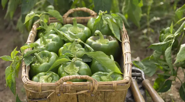 Panier rempli de poivrons verts frais, prêts pour la récolte. La culture poivron est à son apogée, avec des légumes brillants et sains.