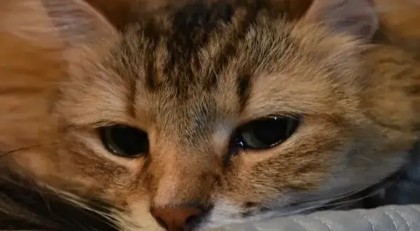 ¿Por qué lloran los gatos? Entiende su llanto y lo que significa