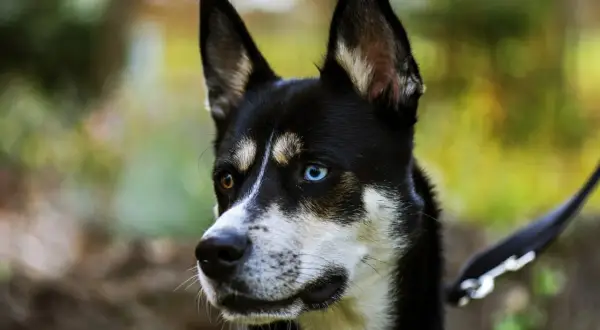 Piękny syberyjski pies z heterochromią oczu, jedno brązowe, drugie niebieskie, patrzy w bok.
