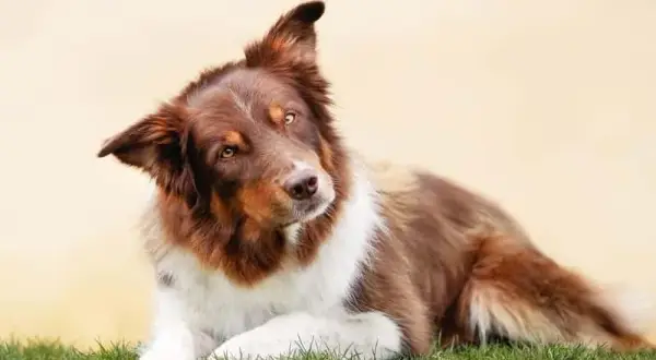 Border Collie sierść czy włosy - poznaj tajemnice pielęgnacji