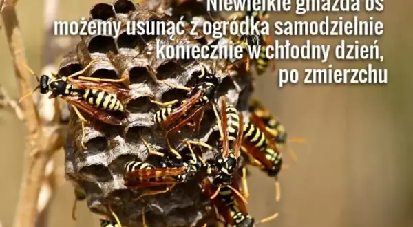 Jak pozbyć się os z ogrodu? Skuteczne i bezpieczne metody