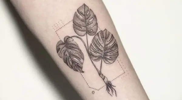 Monstera tatuaż znaczenie: trzy liście monstery z korzeniami, otoczone kropkowaną ramką. Symbolizuje wzrost, siłę i piękno natury.