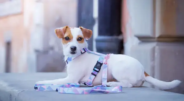 Uroczy szczeniak Jack Russell Terrier w pastelowych szelkach Guard, gotowy na spacer.
