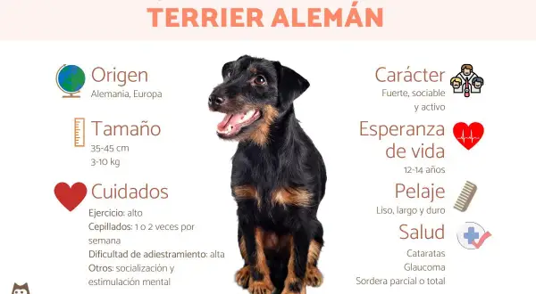Un terrier alemán, conocido por su carácter fuerte y activo, posa sonriente.