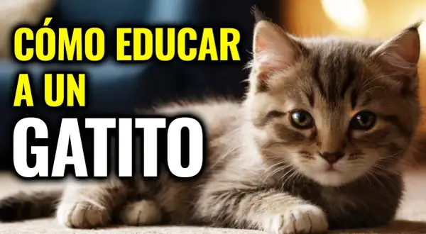 Cómo educar a un gato: métodos efectivos para un comportamiento ideal