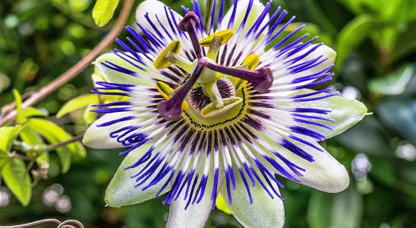 Passiflora in vaso, un fiore esotico con petali bianchi e striature blu intenso, che si apre in un giardino rigoglioso.