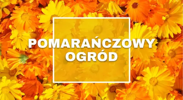 Gęsto ułożone, jaskrawe pomarańczowe kwiaty tworzą tło dla białego napisu "POMARAŃCZOWY OGRÓD".
