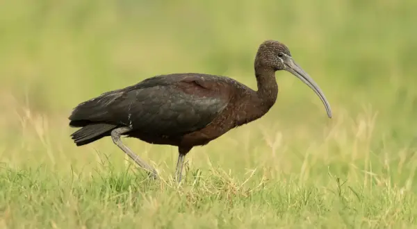Ciemny ibis z zakrzywionym dziobem spaceruje po zielonej trawie.