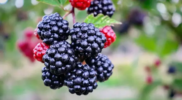 Pyszne, lśniące jeżyny bezkolcowe Thornfree dojrzewają na gałązce, obok kilku czerwonych owoców.