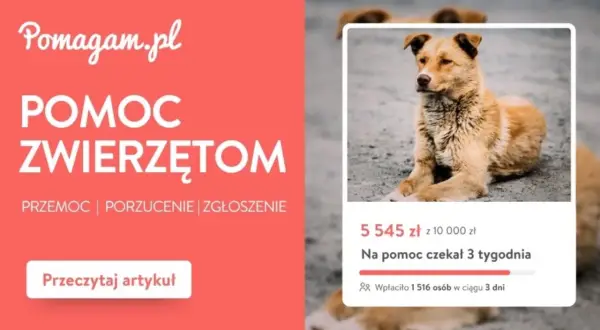 Szukasz informacji, gdzie zgłosić bezpańskiego psa na wsi? Artykuł na Pomagam.pl wyjaśnia, jak pomóc zwierzętom w potrzebie.