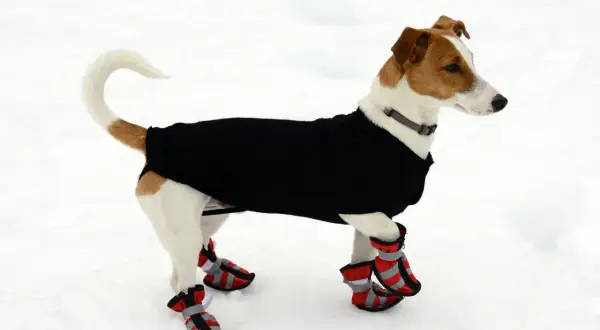 Jack Russell Terrier im schwarzen Pullover und roten Hundeschuhen im Schnee. Der Hund friert und schaut nach rechts.
