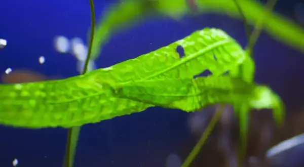Feuille verte d'une plante aquatique, bulles d'oxygène flottant. Une question se pose : combien de plantes oxygénantes dans un bassin pour un équilibre parfait ?