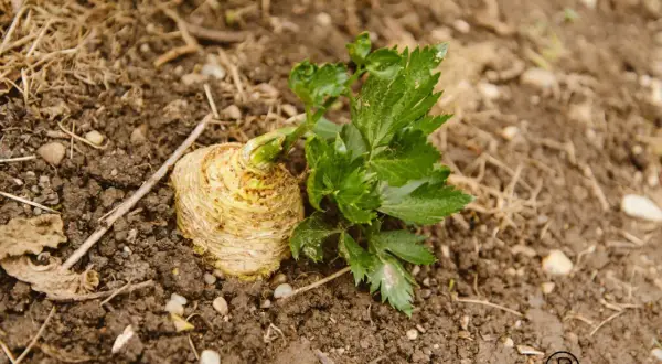 Ein frisch geernteter Knollensellerie mit grünen Blättern liegt auf feuchter Erde. Sellerie pflanzen sind eine gesunde Bereicherung für jeden Garten.