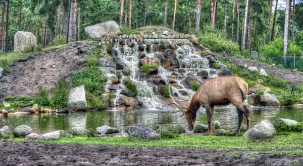 Ein Hirsch trinkt am Wasserfall im Tierpark Remscheid.