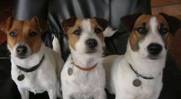 Trzy urocze jack russell terierki, dwa psy i jedna suka, siedzą obok siebie na czarnej kanapie.