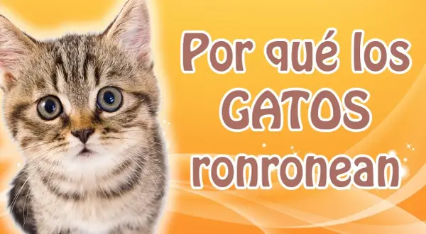Por qué los gatos ronronean cuando los acaricias y qué significa