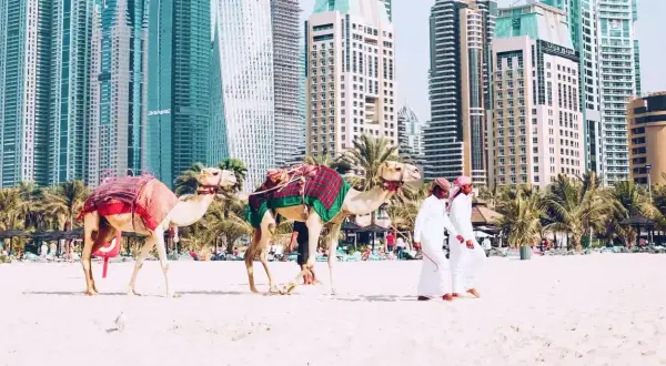 Dwa wielbłądy na plaży w Dubaju, z dwoma mężczyznami w tradycyjnych strojach. Zastanawiasz się, ile się leci do Dubaju?