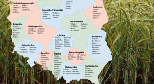 Mapa Polski z zaznaczonymi odmianami pszenżyta, w tym pszenżyto Tadeusz w województwach lubuskim i zachodniopomorskim.