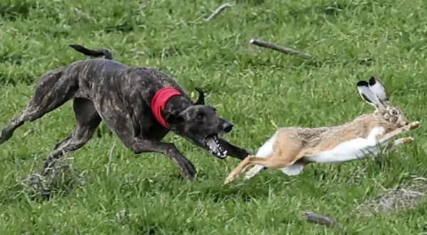Un perro sabueso de pelaje atigrado persigue a un conejo en un campo verde.