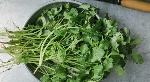 En skål med färsk koriander, redo att hackas eller förvaras. Ja, man kan frysa koriander för att behålla smaken.