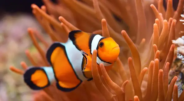 Pomarańczowa ryba nemo, znana z filmu, pływa wśród pomarańczowych macek ukwiału.