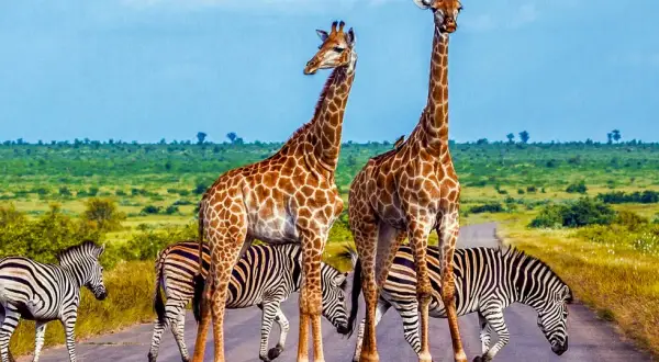 RPA kiedy jechać: najlepszy czas na safari i podróże w RPA
