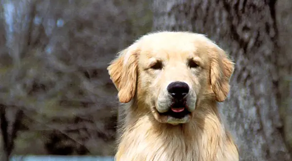 Jak często kąpać golden retrievera, aby uniknąć problemów ze skórą?
