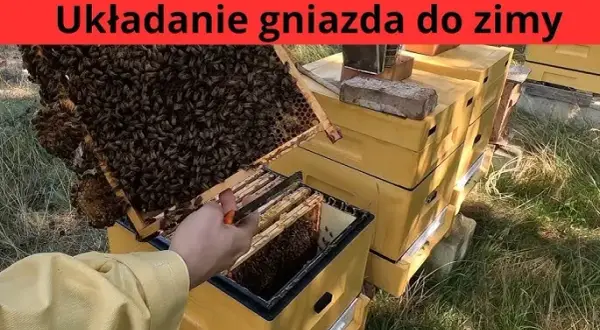 Jak zimować pszczoły w ulu wielkopolskim, aby uniknąć strat zimowych