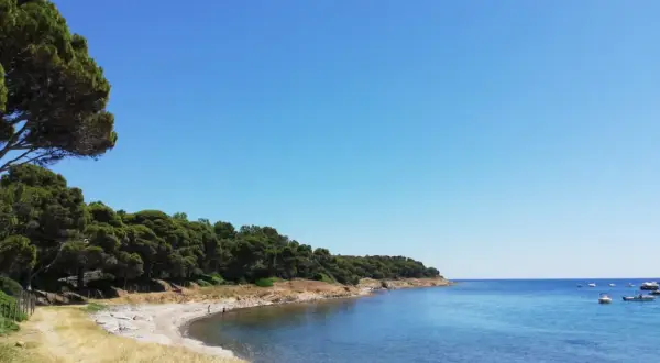 Spiaggia selvaggia sulla costa del Cilento, con pini marittimi che si affacciano sul mare azzurro e alcune barche all'orizzonte.
