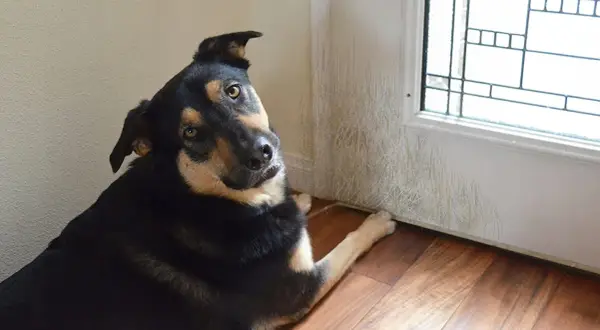Pies drapie drzwi? Zabezpiecz drewno i oducz go tego nawyku!