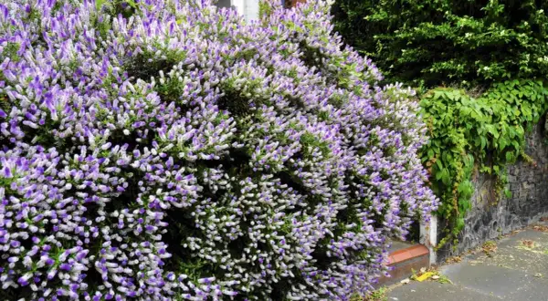Jak długo kwitnie hebe? Odkryj sekrety długiego kwitnienia tej rośliny