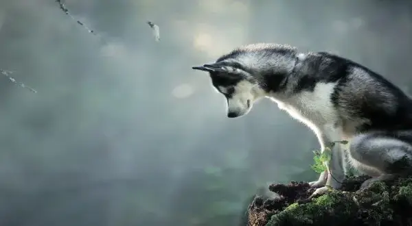 Czy husky szczeka? Odkryj ich niezwykłe dźwięki i zachowanie