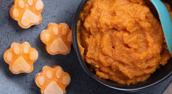 Söta hundtassar av pumpa, perfekt för ett nyttigt hundgodis recept. En skål med pumpapuré och en blå sked.