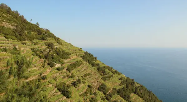 Terrazzamenti Liguria scolpiti nella roccia, vigneti a picco sul mare blu, un paesaggio mozzafiato.