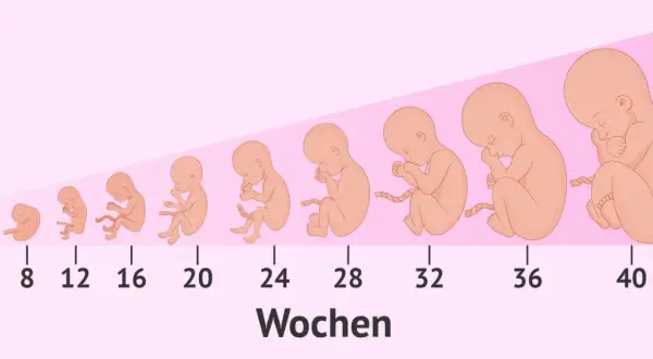 Die Darstellung zeigt die Embryo Entwicklung von Woche 4 bis 40. Von einer kleinen Form bis zum voll entwickelten Baby.