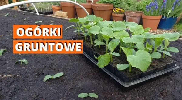 Jak uprawiać ogórki? Kompletny przewodnik krok po kroku